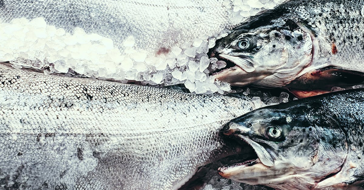 What to Know About White Fish Varieties