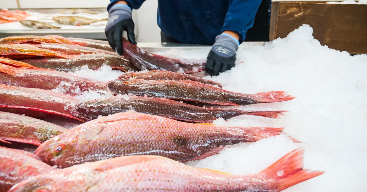 Why Quality Matters When Choosing Frozen Fish